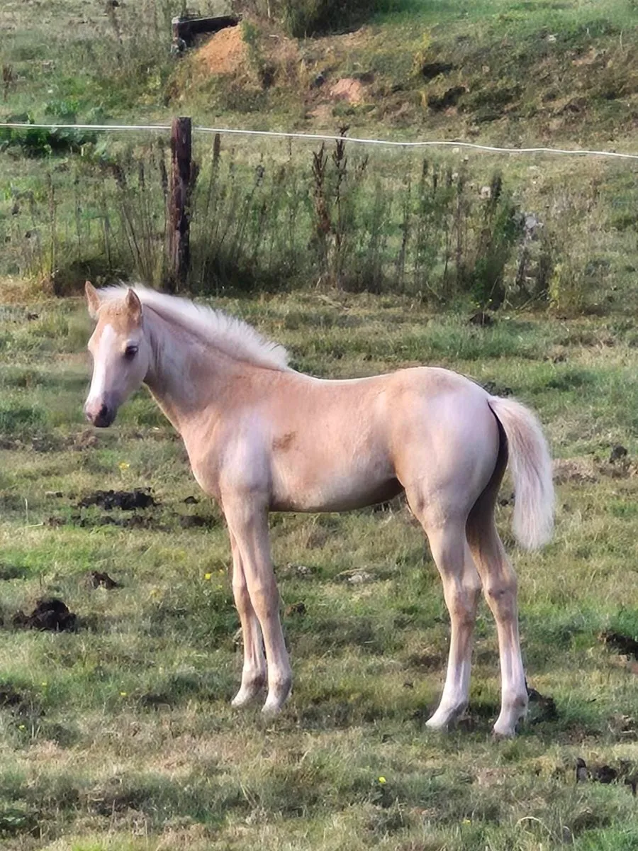 Selection of foals and young stock available - Image 1