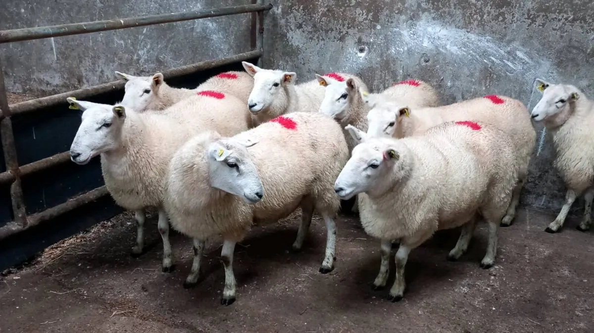 NORTH COUNTY CHEVOIT EWE HOGGETS - Image 3