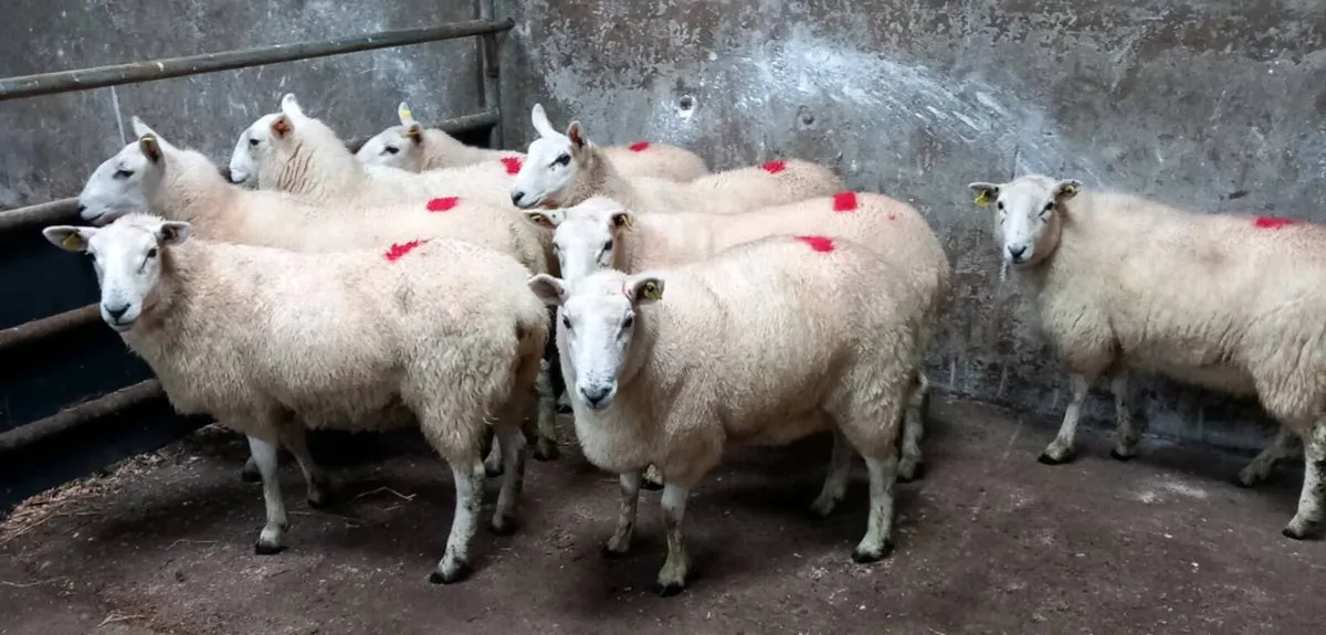NORTH COUNTY CHEVOIT EWE HOGGETS - Image 1