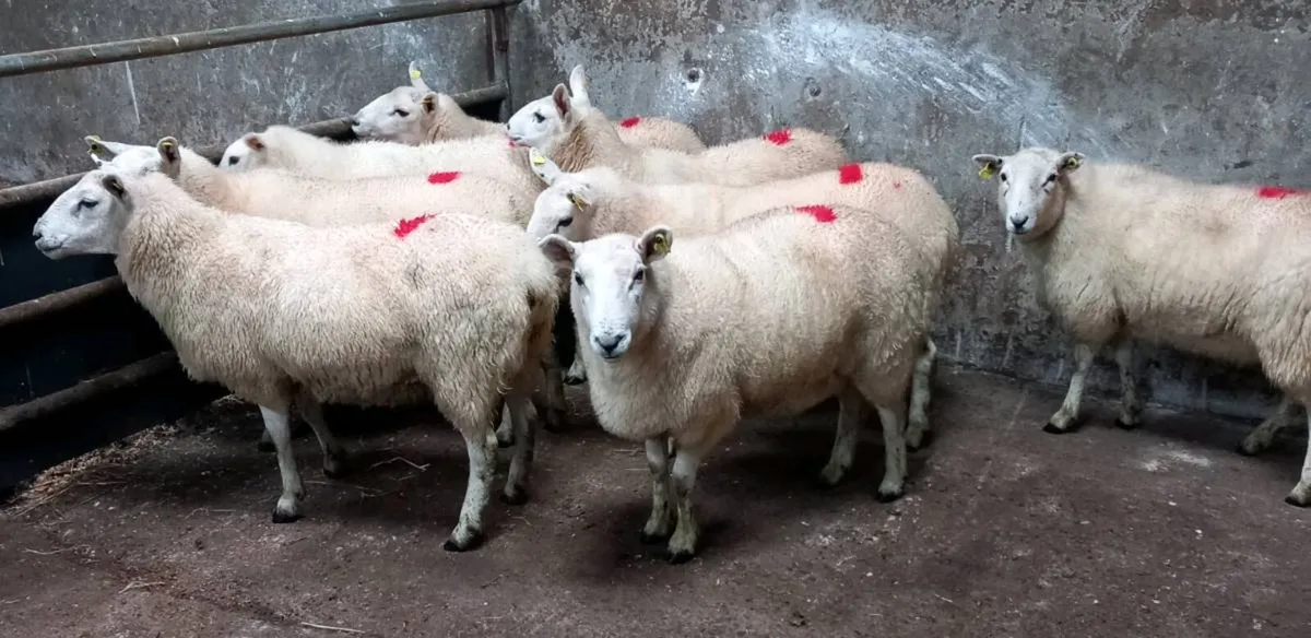 NORTH COUNTY CHEVOIT EWE HOGGETS - Image 2