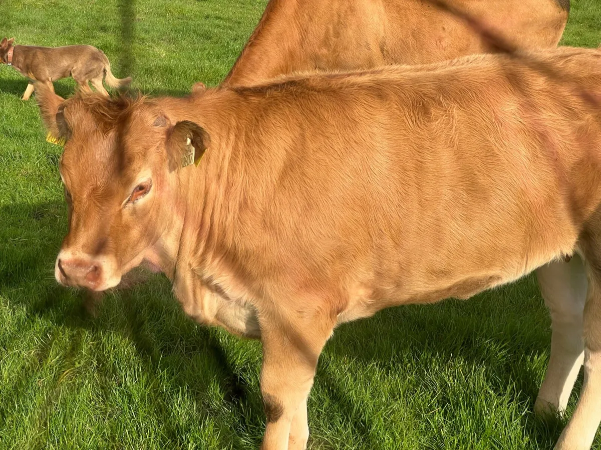 Drumline S 1185 heifers - Image 4