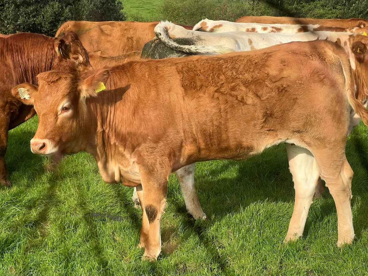 Drumline S 1185 heifers - Image 1