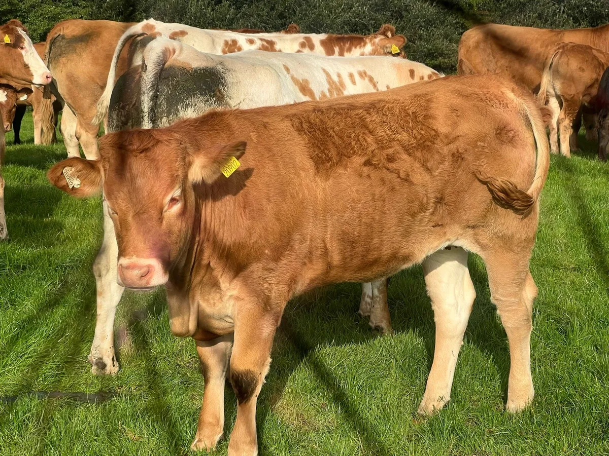 Drumline S 1185 heifers - Image 2