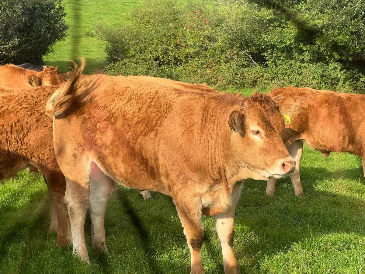 Drumline S 1185 heifers - Image 3