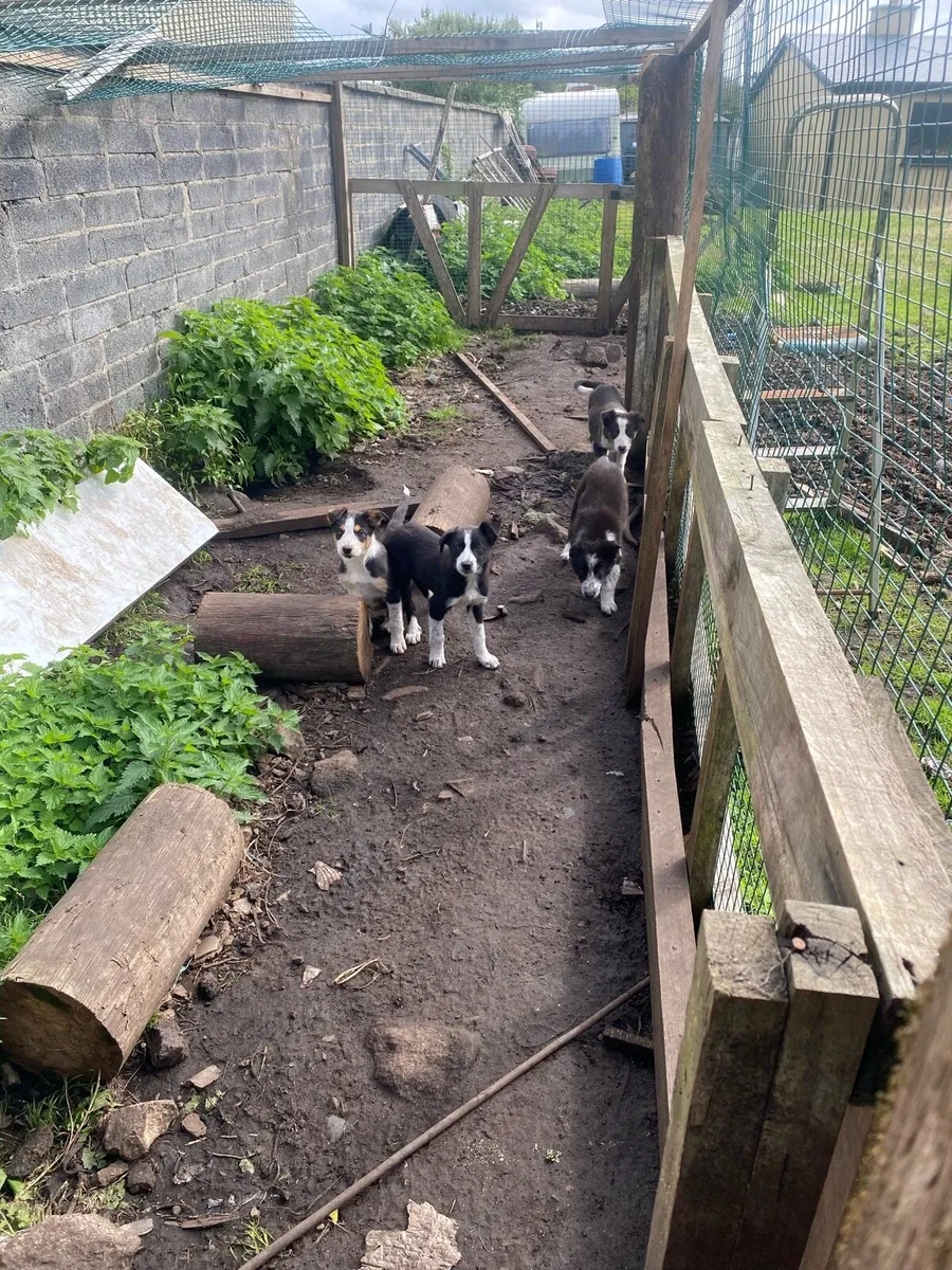 Farmers Helper - Image 4