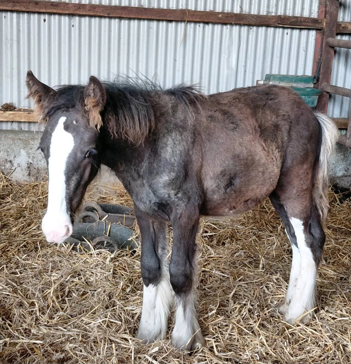 2 cob colt foals - Image 1