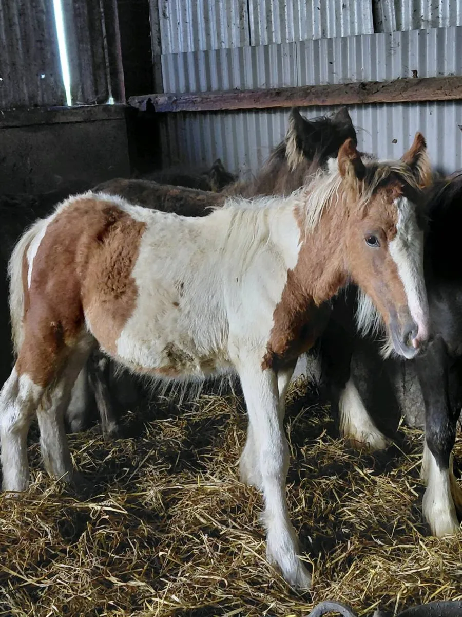 2 cob colt foals - Image 2