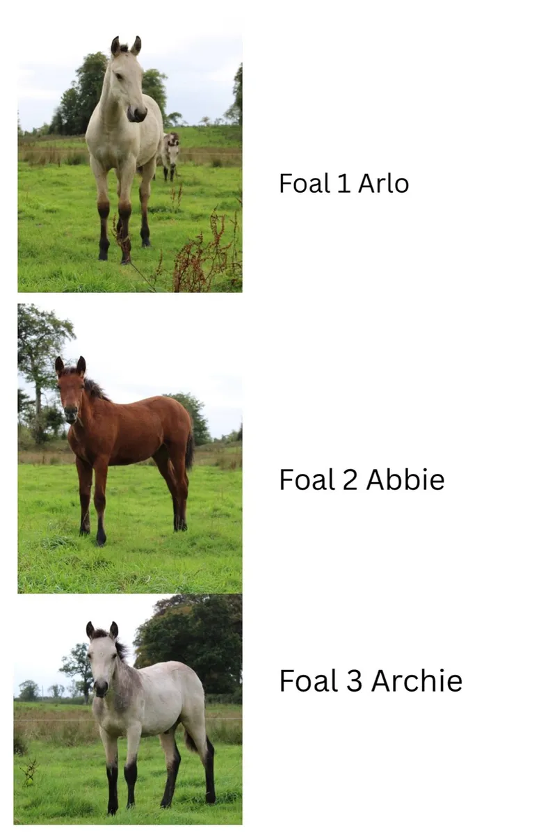 3 Connemara Foals - Image 2
