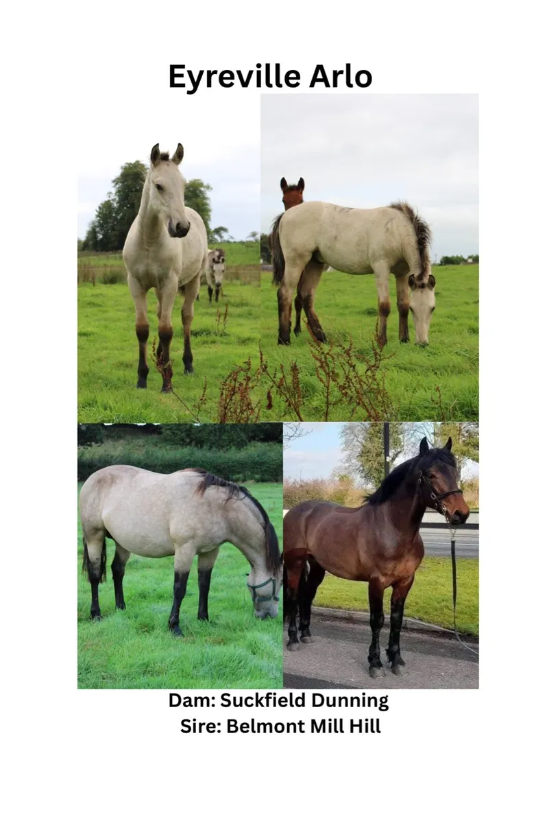 3 Connemara Foals - Image 3