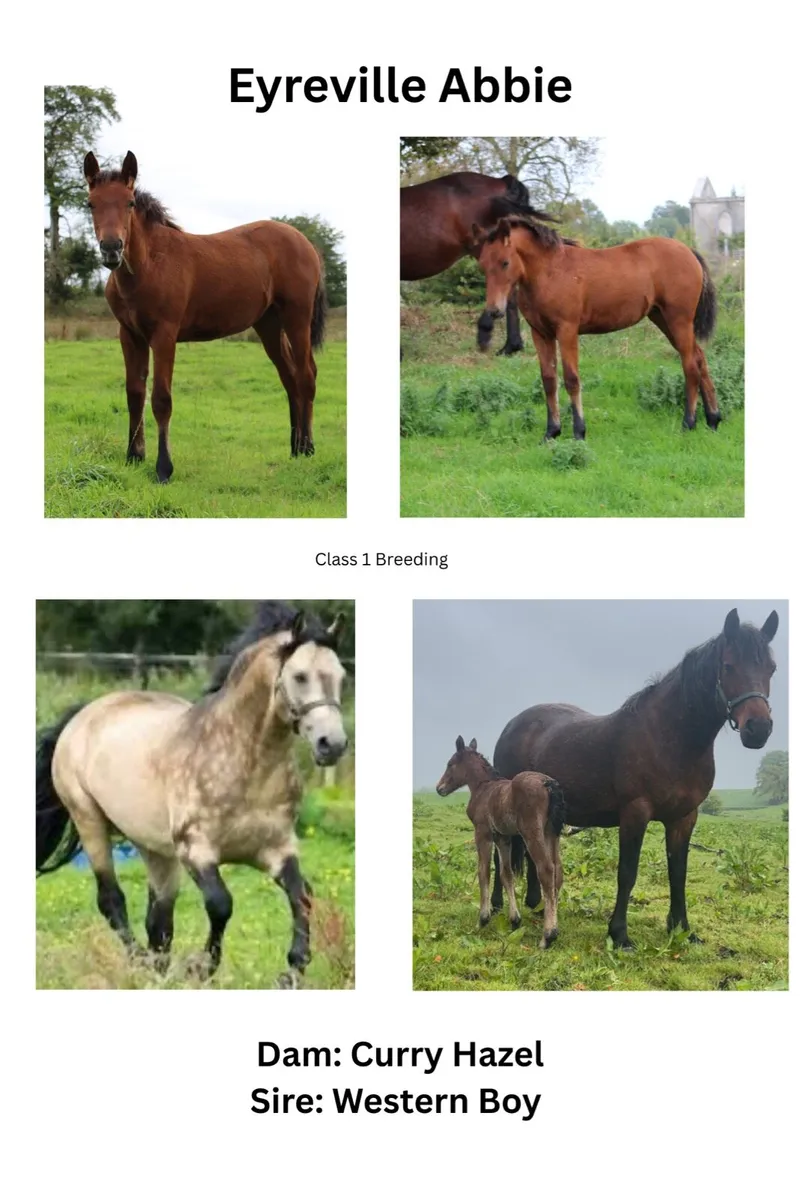 3 Connemara Foals - Image 4