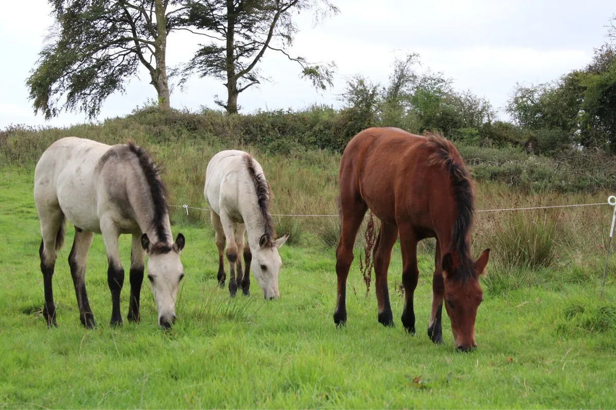 3 Connemara Foals - Image 1