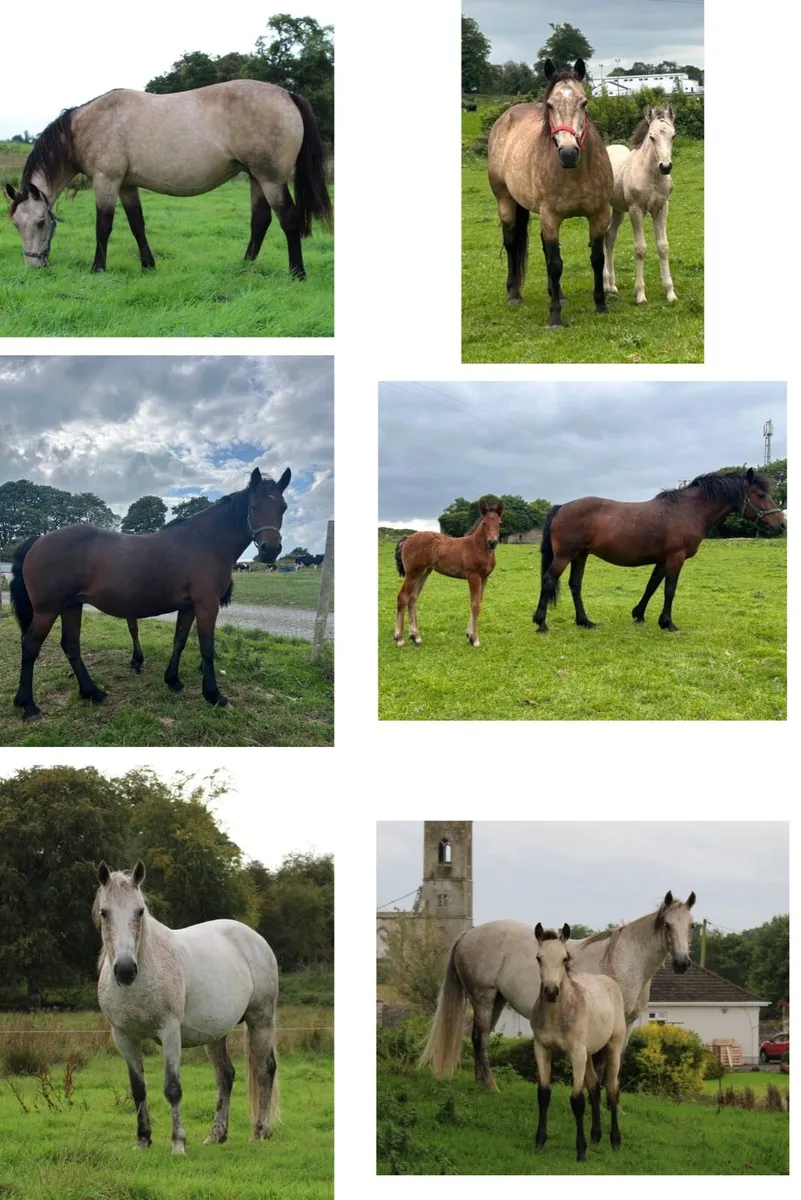 3 Connemara Foals - Image 2
