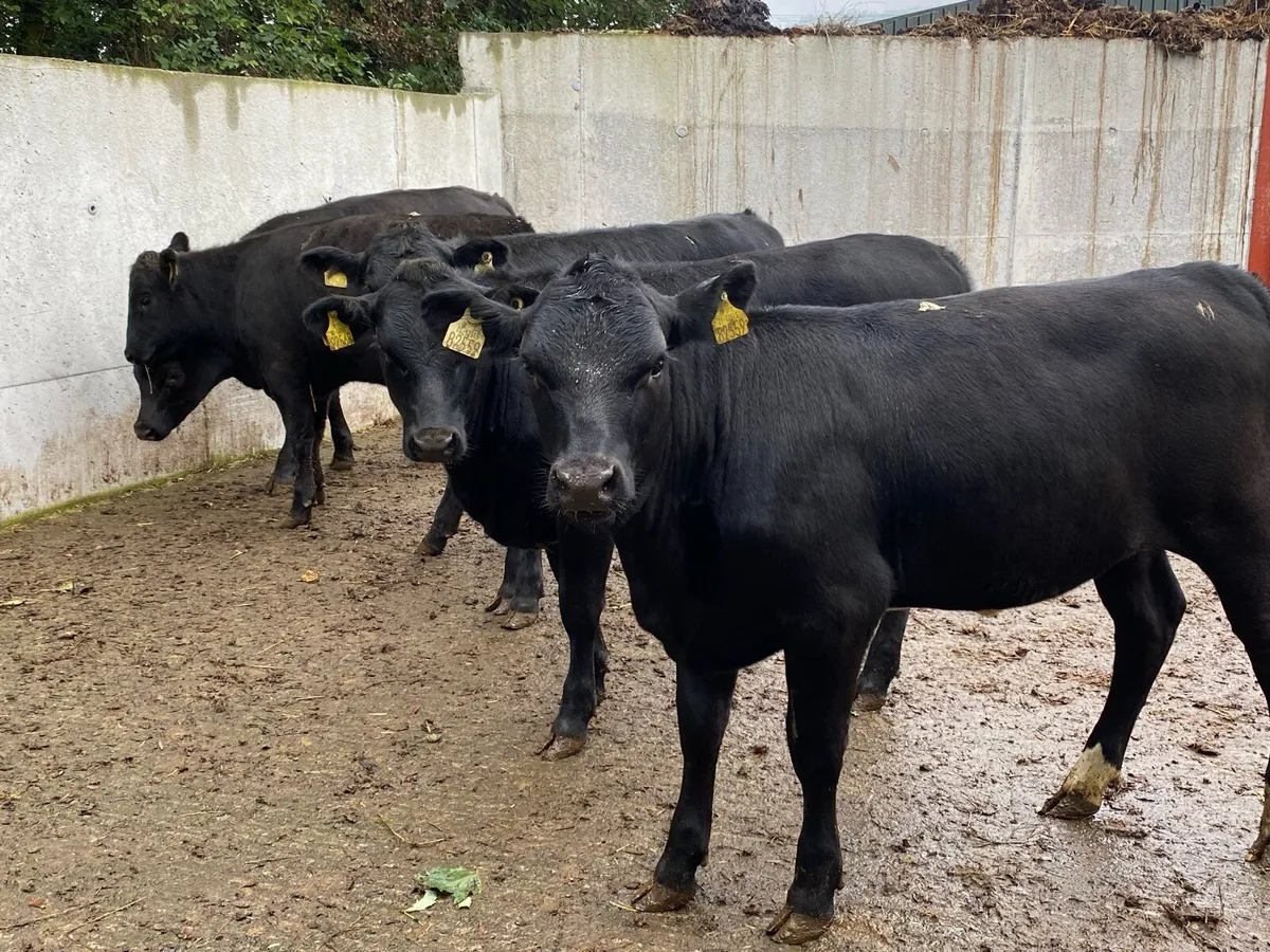 6 Suckler Bred Angus Hefs (ORGANIC) 300kg - Image 1