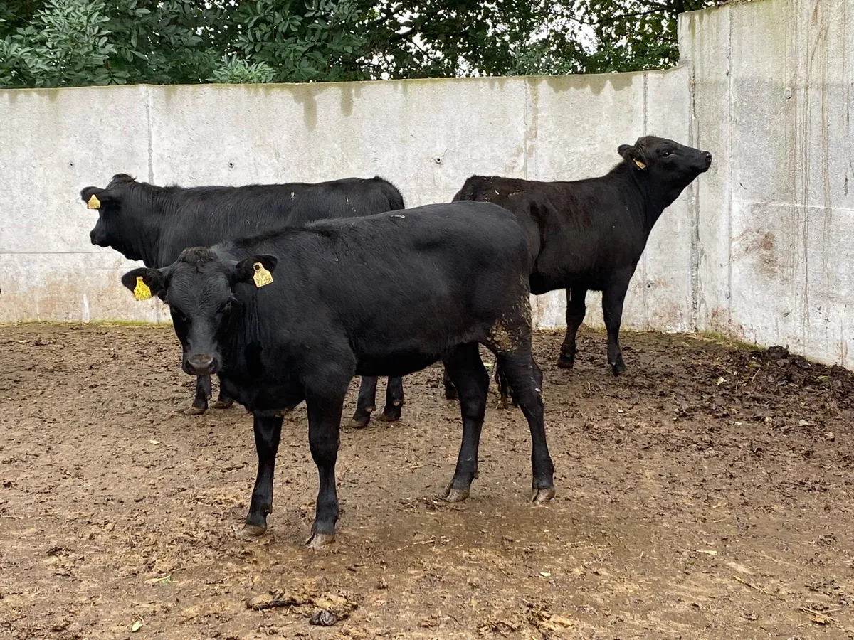 6 Suckler Bred Angus Hefs (ORGANIC) 300kg - Image 2