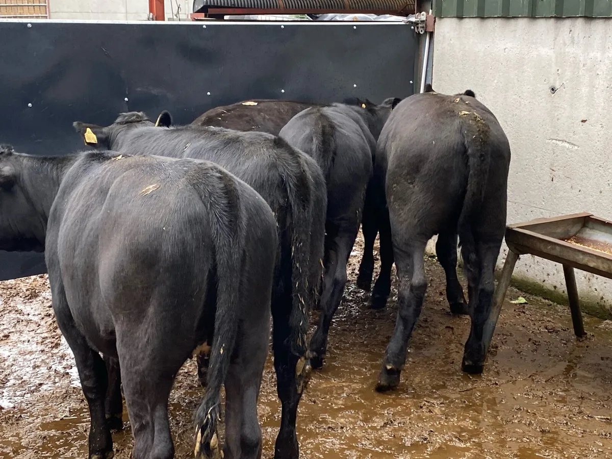 6 Suckler Bred Angus Hefs (ORGANIC) 300kg - Image 3