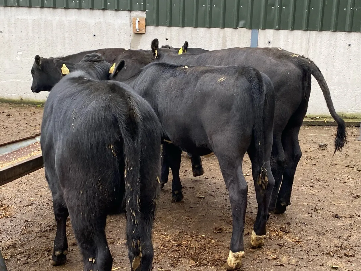 6 Suckler Bred Angus Hefs (ORGANIC) 300kg - Image 4