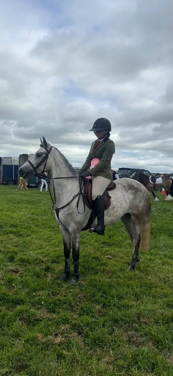 138 4yo Full Connemara Mare - Image 1