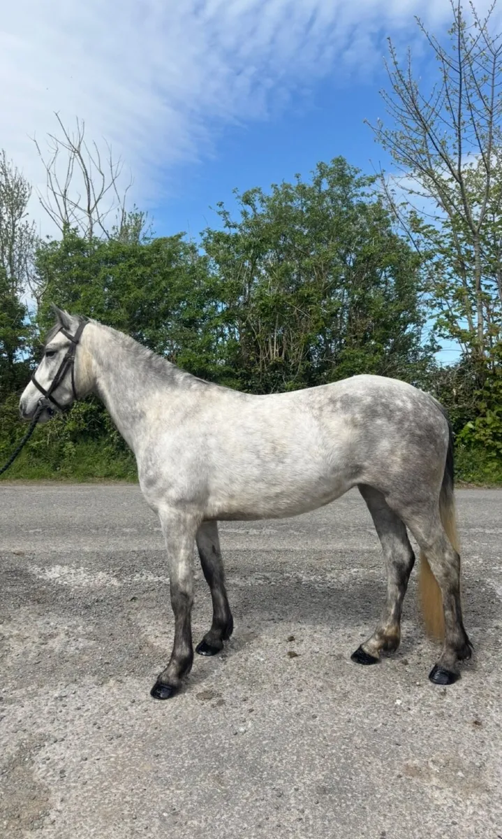 138 4yo Full Connemara Mare - Image 3