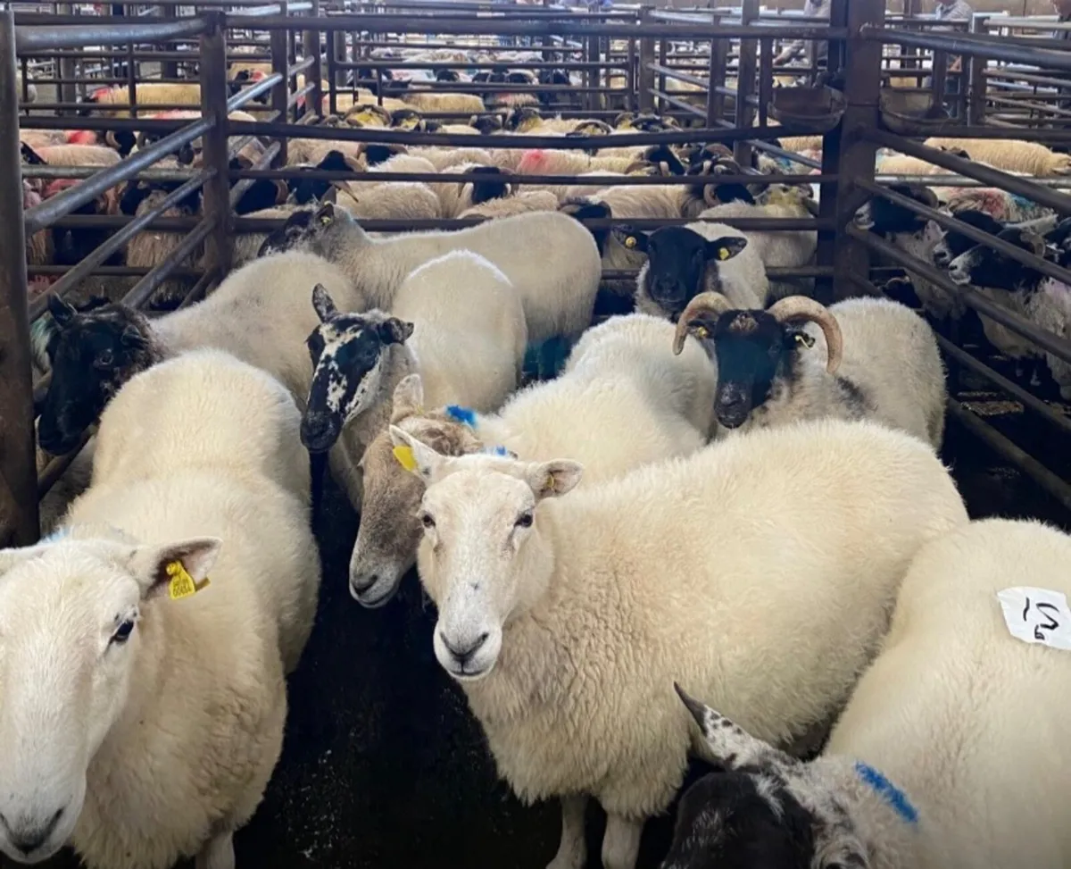ORGANIC SALE OF CATTLE & SHEEP Sat. 19th Sept - Image 2