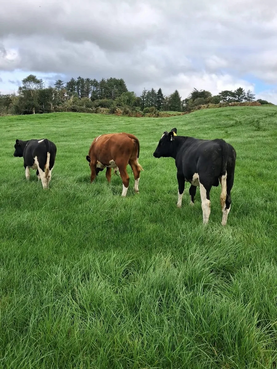34  Weanlings Bandon Mart Mon 21st Sept 26 - Image 2