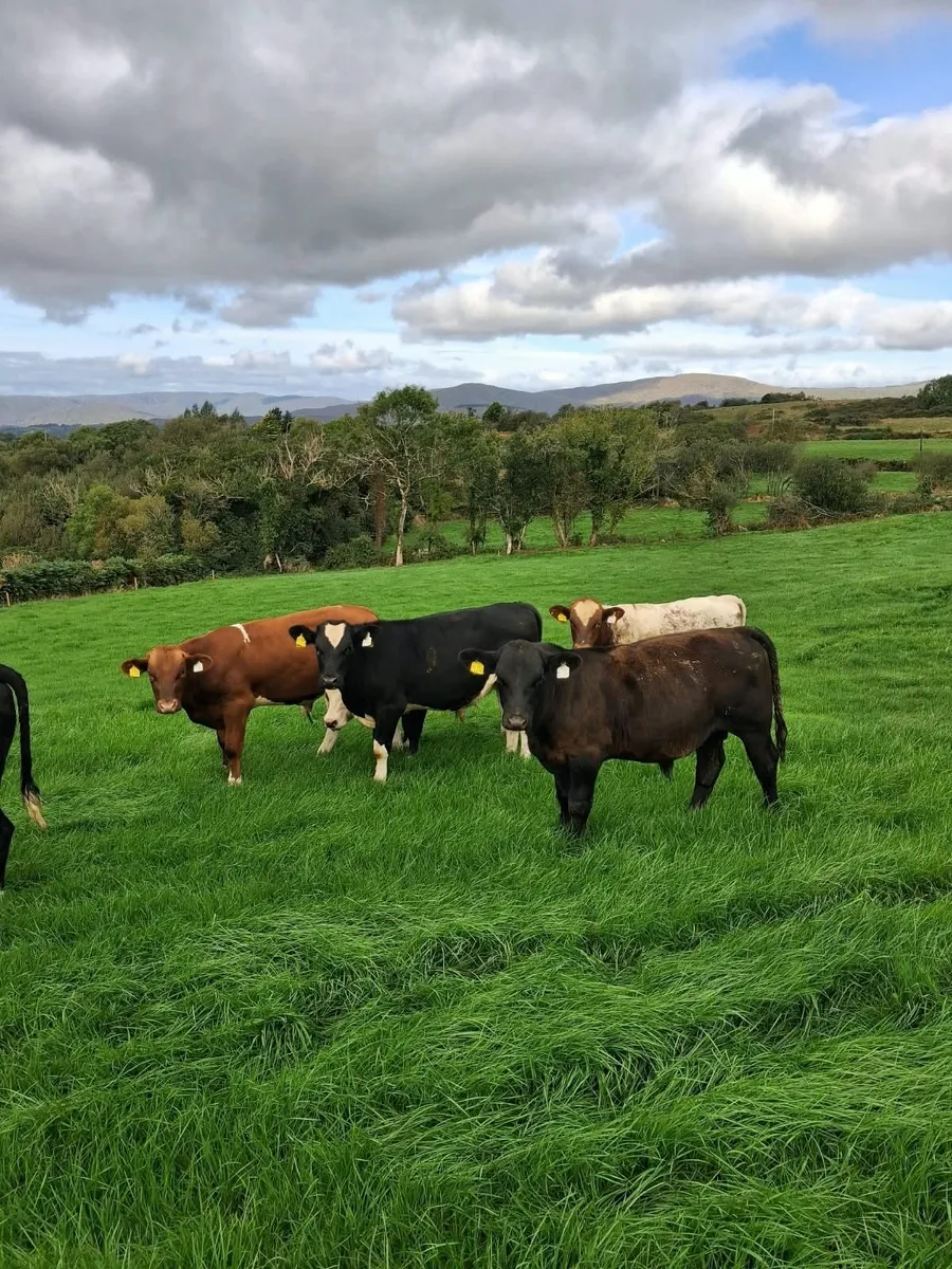 34  Weanlings Bandon Mart Mon 21st Sept 26 - Image 4