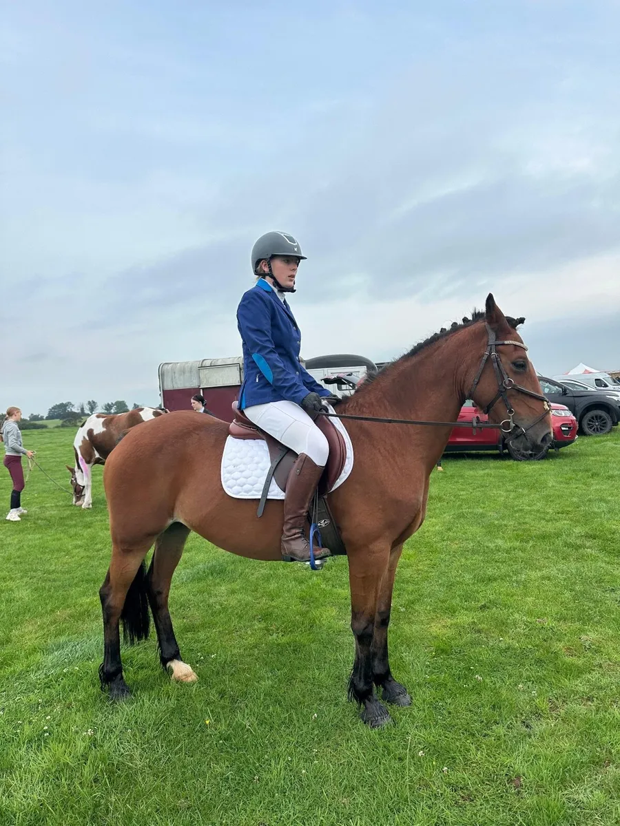 14.2hh forward going older pony