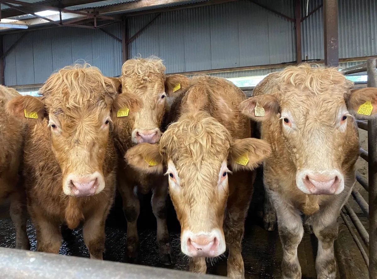 ORGANIC SALE OF CATTLE & SHEEP Sat. 19th Sept - Image 4