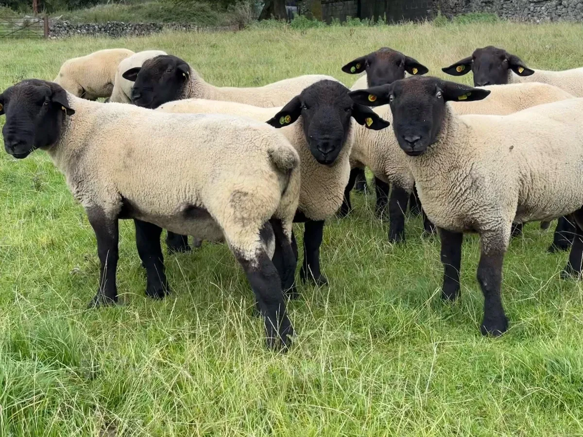 Suffolk Rams - Image 2