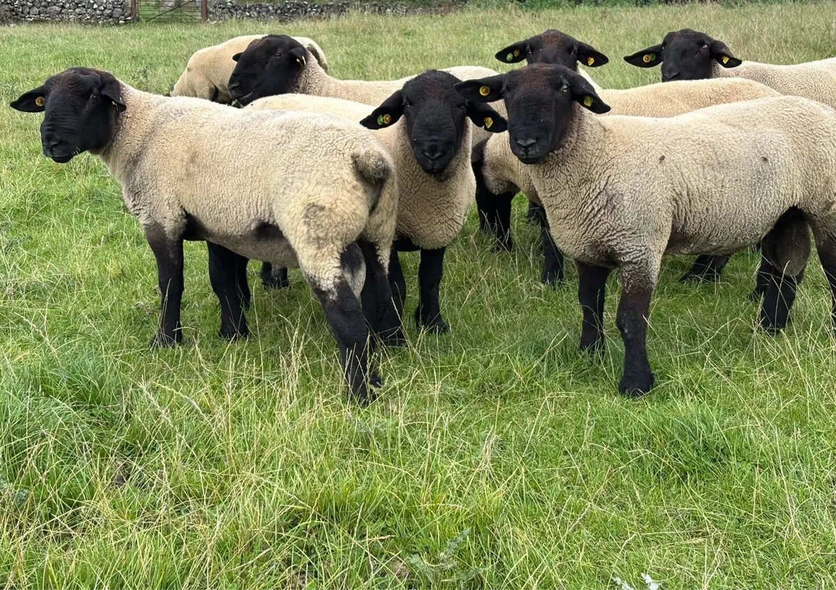 Suffolk Rams - Image 3