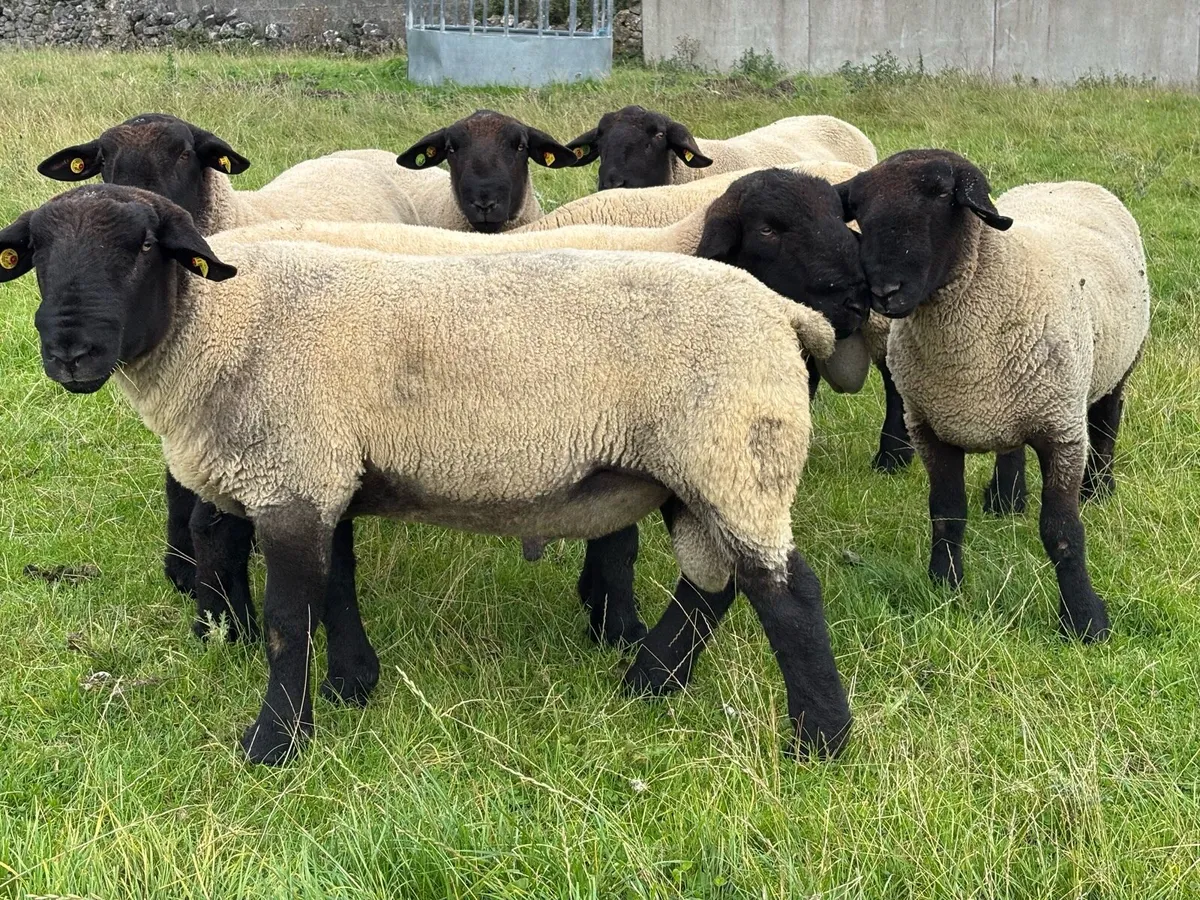 Suffolk Rams - Image 4