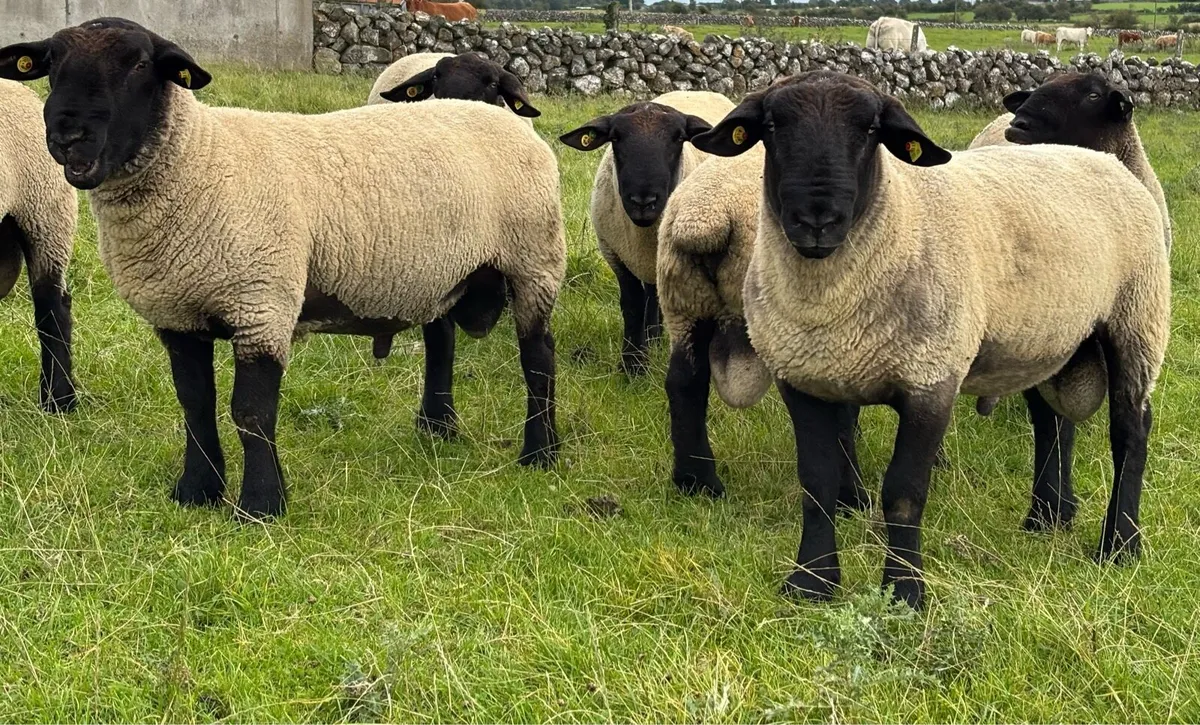 Suffolk Rams - Image 1