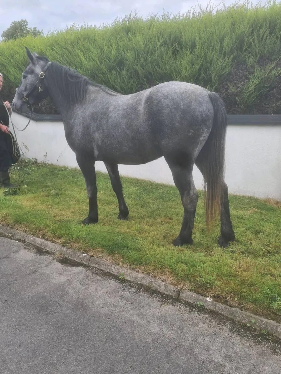 3 Yr old Gelding - Image 3