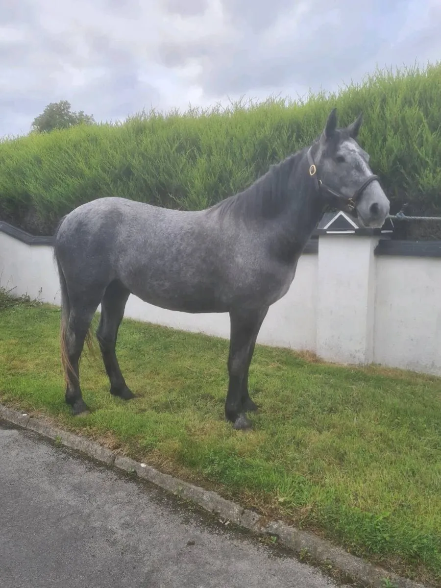 3 Yr old Gelding - Image 4