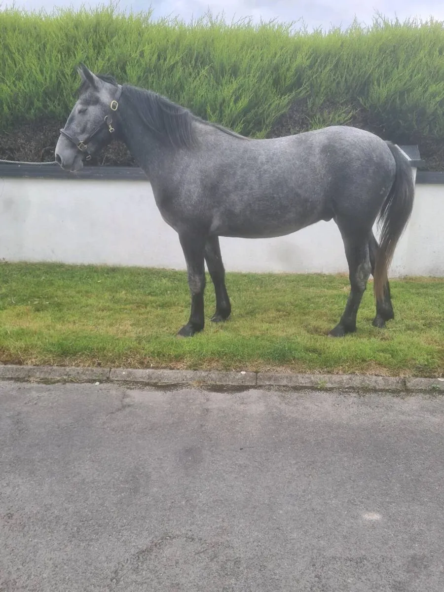 3 Yr old Gelding - Image 1