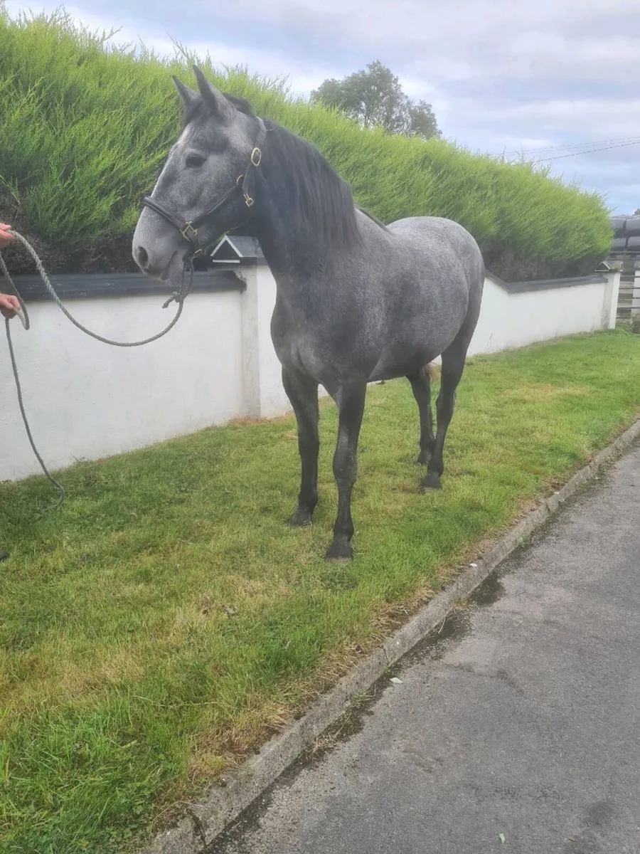 3 Yr old Gelding - Image 2