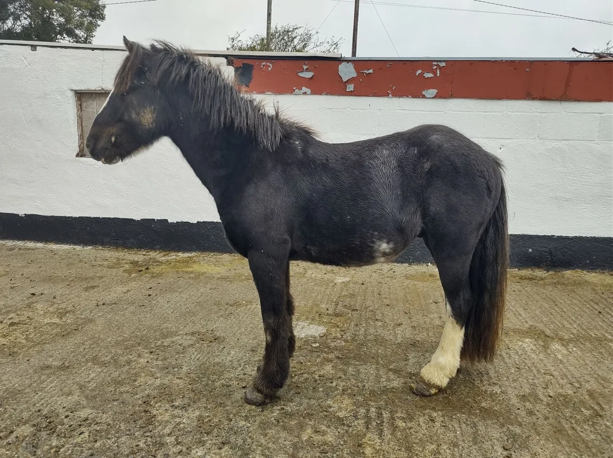 Gelding Pony - Image 2
