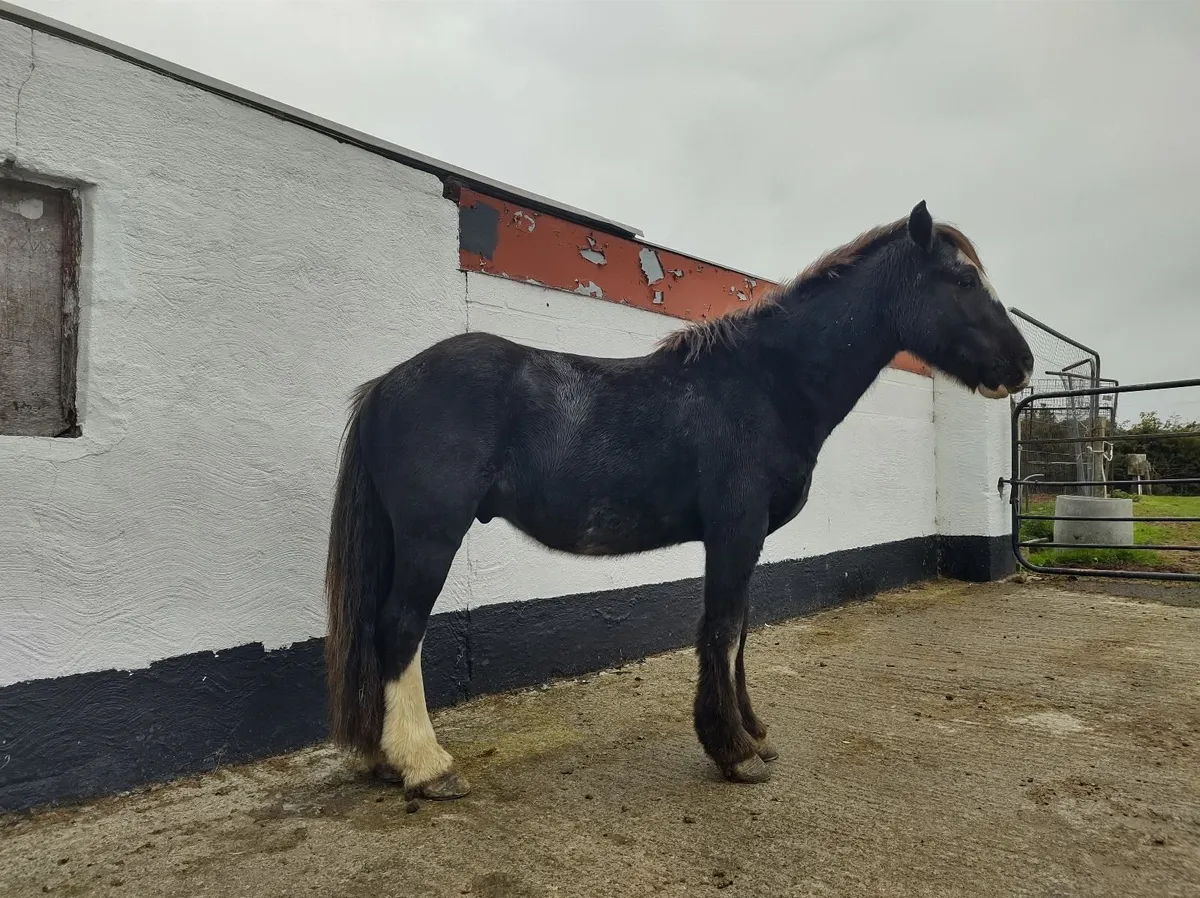 Gelding Pony - Image 3