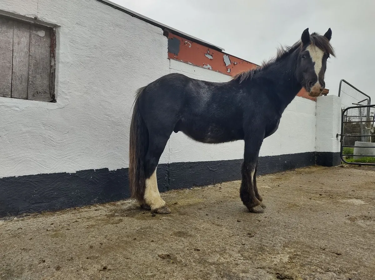 Gelding Pony - Image 1