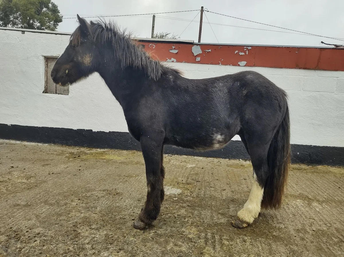 Gelding Pony - Image 4