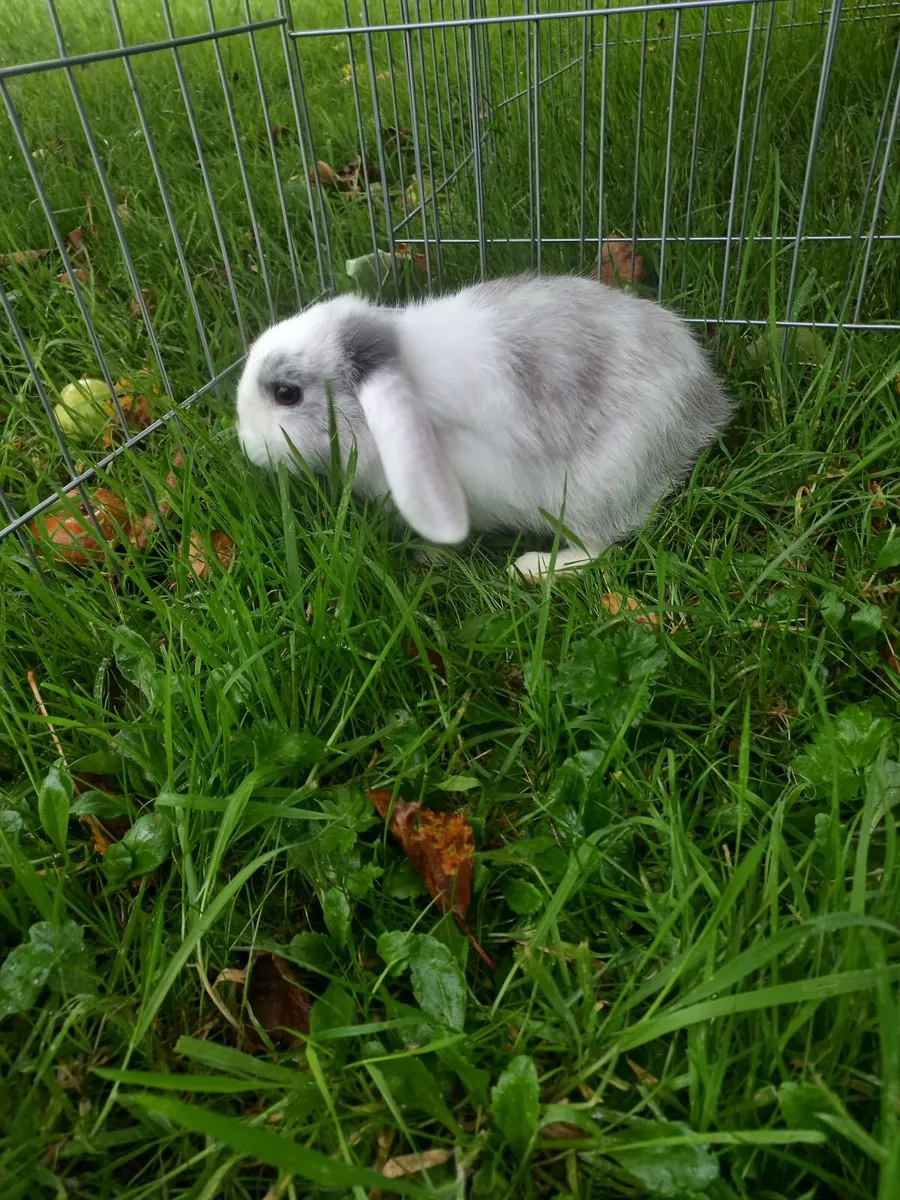Rabbits - Image 1