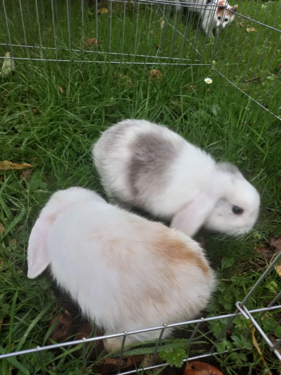Rabbits - Image 2