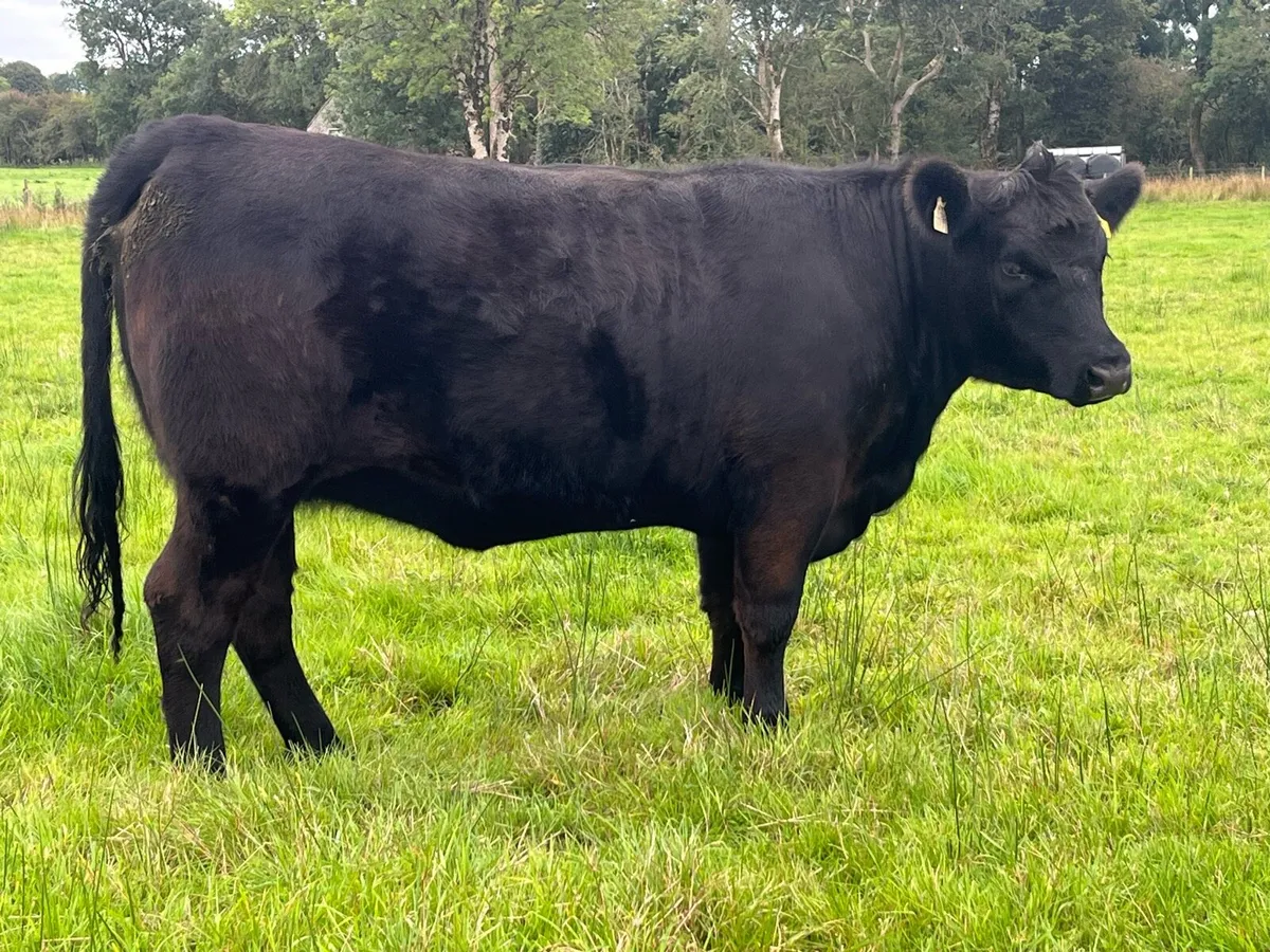 2 Quality Pedigree Angus Heifers - Image 2