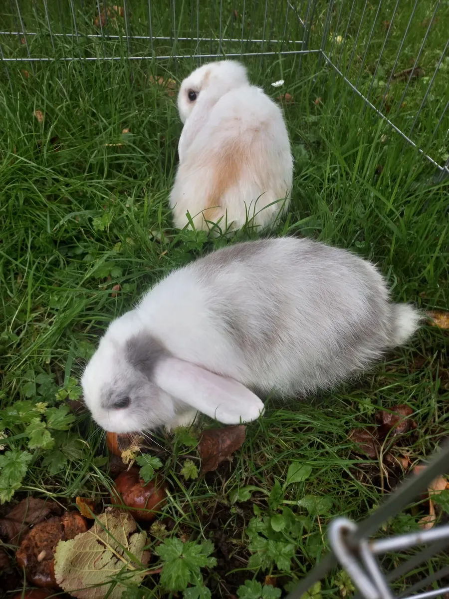 Rabbits - Image 3