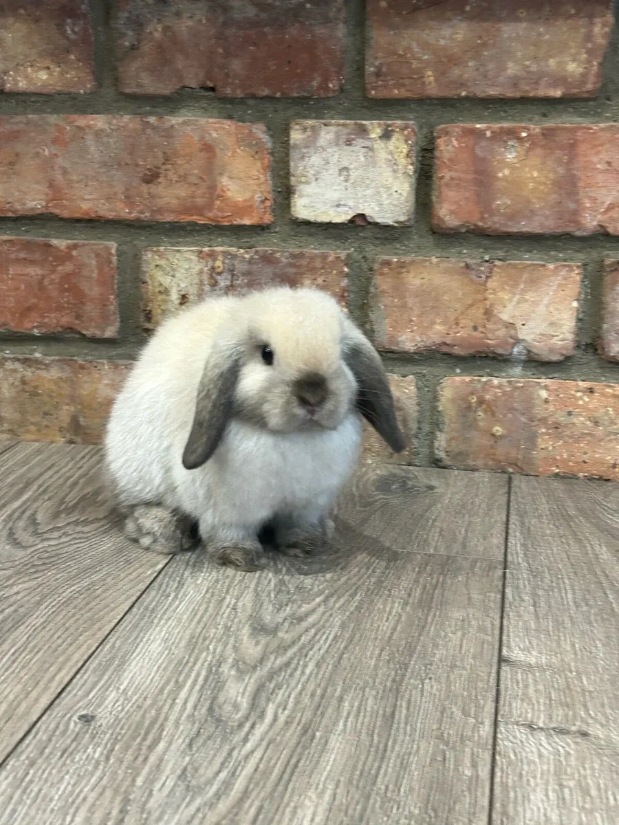 Lop ear rabbits - Image 2