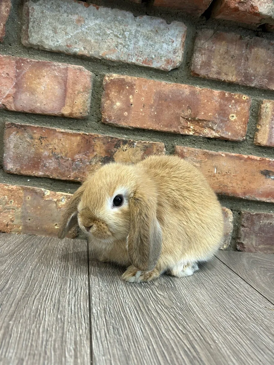 Lop ear rabbits - Image 1