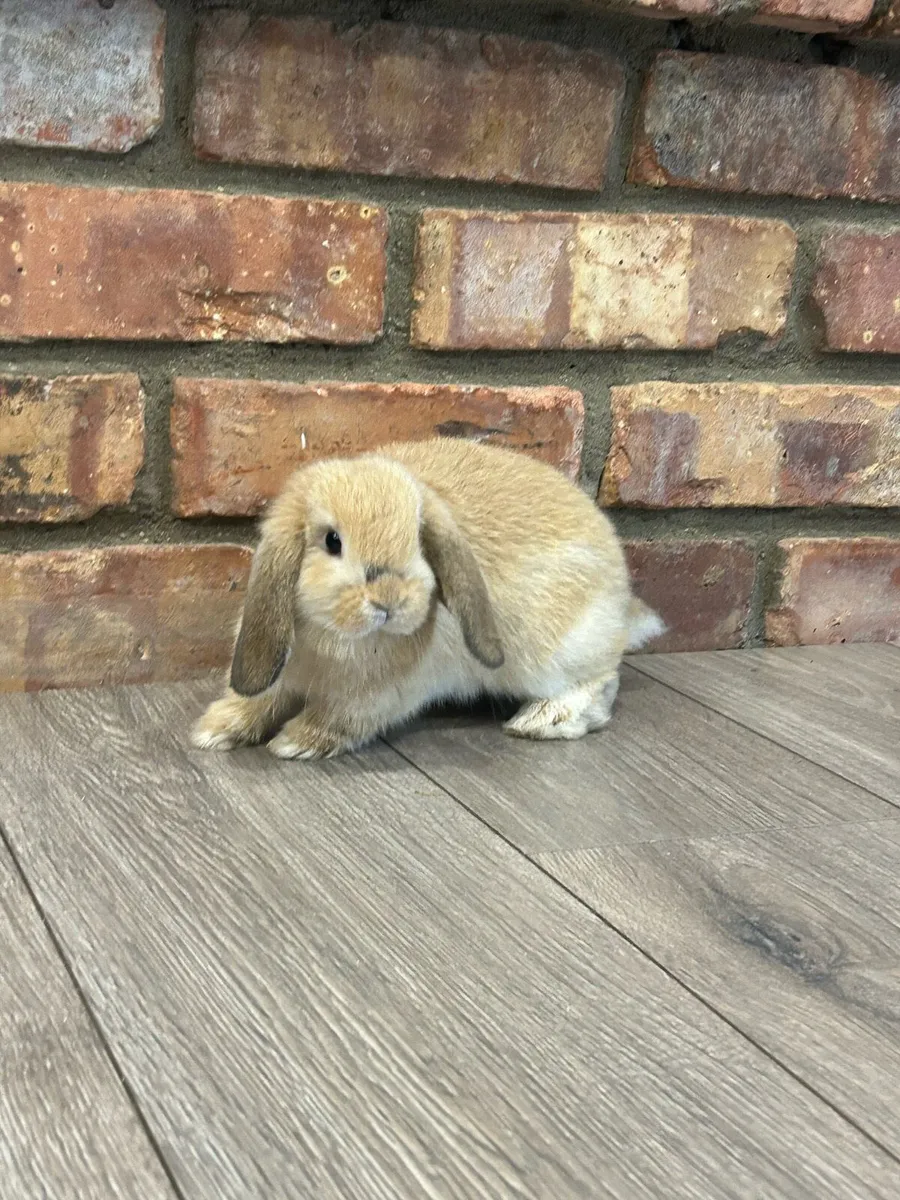 Lop ear rabbits - Image 3