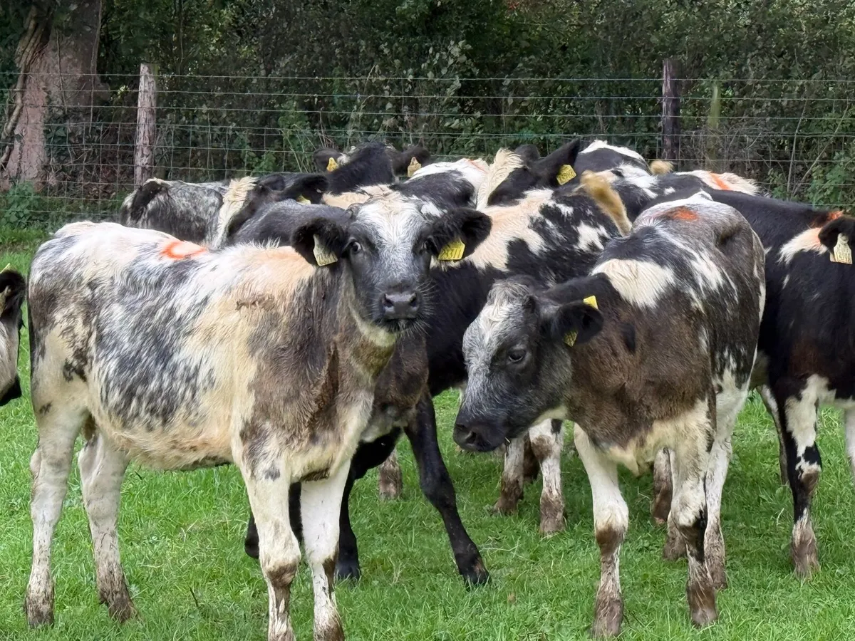 10 BELGIAN BLUE HEIFERS ( 5 ⭐) - Image 3