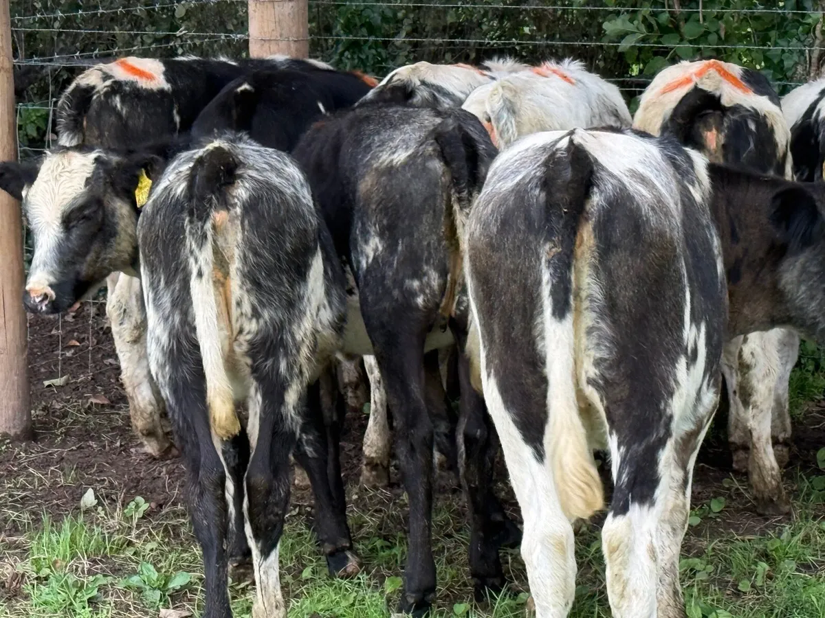 10 BELGIAN BLUE HEIFERS ( 5 ⭐) - Image 2