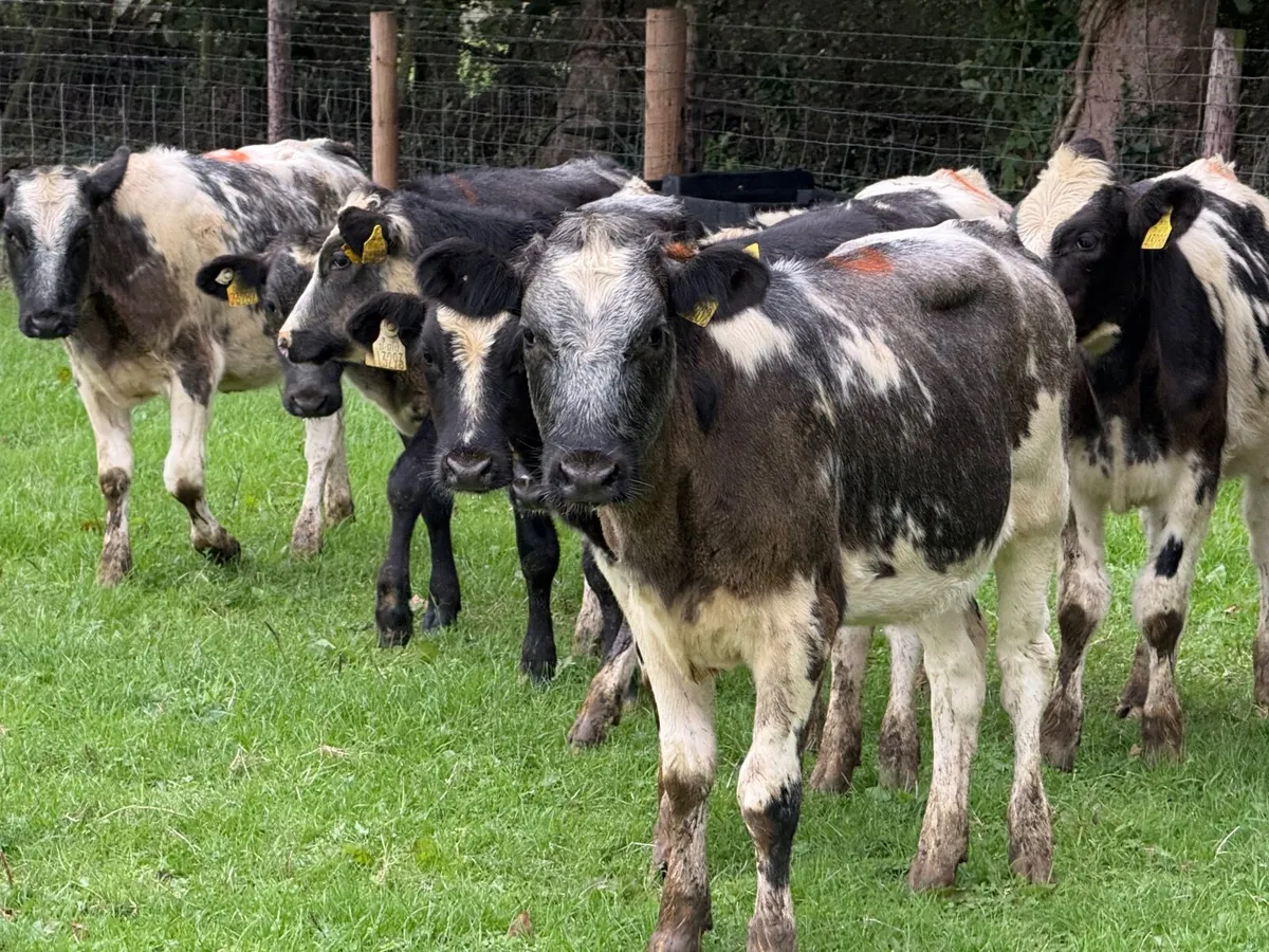 10 BELGIAN BLUE HEIFERS ( 5 ⭐) - Image 4
