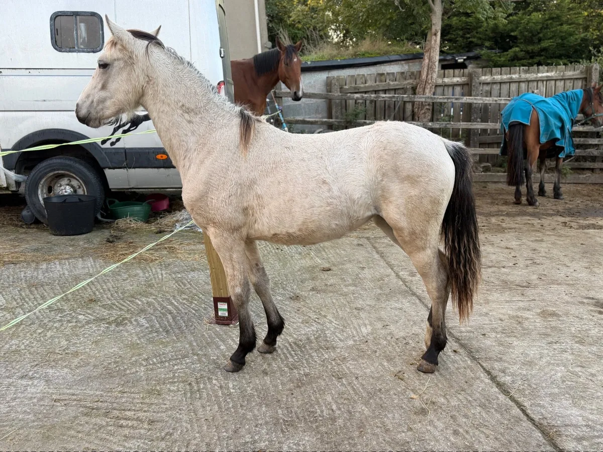 Flashy buckskin jumping yearling Connie x 138 - Image 3